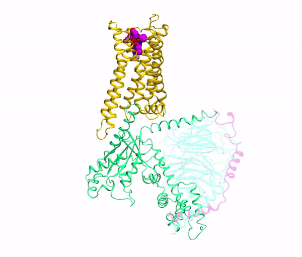 GPCR_wiggling_gif.gif